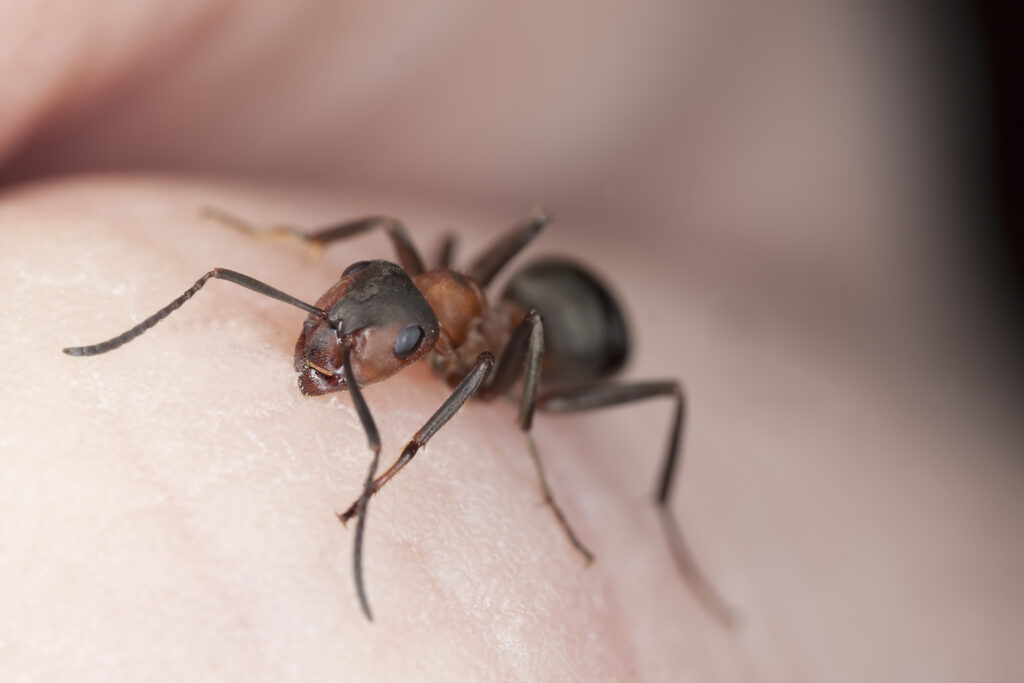 Karınca Isırığına Ne İyi Gelir - Sağlıklı mısın